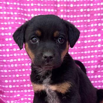 Rottweiler and Australian Cattle Dog Blue Heeler Dogs Available for Adoption in Andover, Massachusetts - Belle | PetCurious