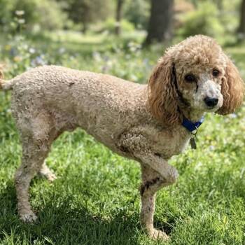 Atlas -  Miniature Poodle Dog for Adoption in Las Vegas, Nevada - Atlas | PetCurious