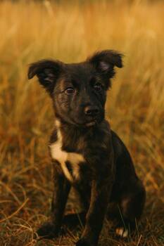Mixed Breed Dogs Available for Adoption - Cha-Cha | PetCurious