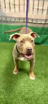 Terrier Dogs Available for Adoption - Slate | PetCurious