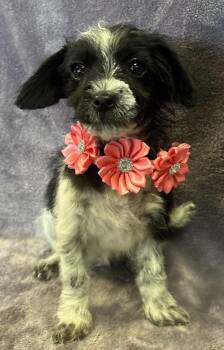 Rescue Havanese and Poodle Dogs for Adoption in Lodi, California - Wednesday | PetCurious