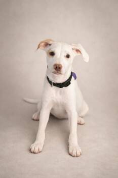 Terrier Dogs Available for Adoption - Baxteroni | PetCurious