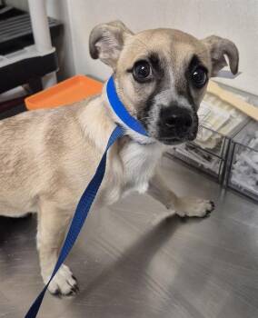 Rescue Chihuahua Dogs for Adoption in Thousand Oaks, California - Louie -- LONGTIME RESIDENT! | PetCurious