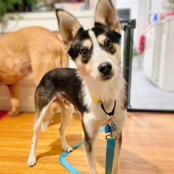 Mixed Breed Dogs Available for Adoption - Paxton | PetCurious