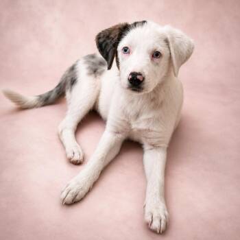 Starburst -  Australian Shepherd Dog for Adoption in Phenix City, Alabama - Starburst | PetCurious