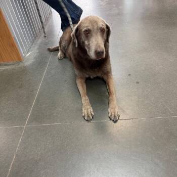 Labrador Retriever Dogs Available for Adoption in Idaho Falls, Idaho - BC-Stray (Silver) | PetCurious
