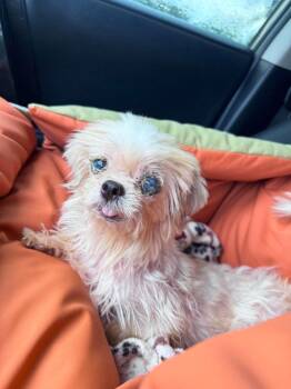 Norepinephrine (Nori) -  Shih Tzu Dog for Adoption in College Station, Texas - Norepinephrine (Nori) | PetCurious