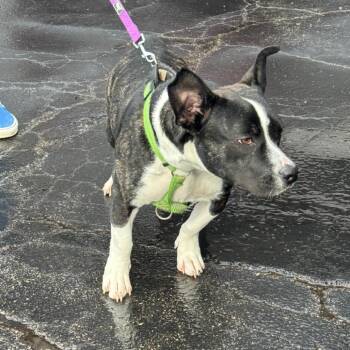 Basset Hound Dogs Available for Adoption in St. Louis, Missouri - PIP | PetCurious