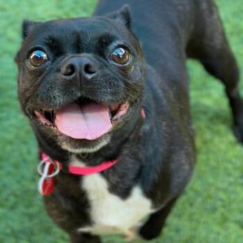 Marina A2293983 -  French Bulldog Dog for Adoption in Los Angeles, California - Marina A2293983 | PetCurious