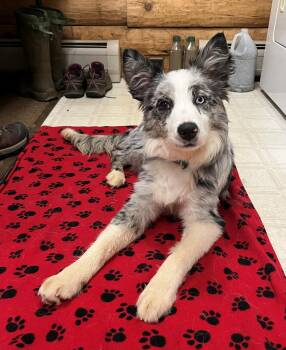 Australian Shepherd Dogs Available for Adoption - Quiz #5192 | PetCurious