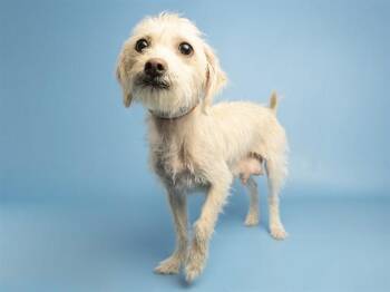 MARNIE -  Chihuahua Dog for Adoption in Phoenix, Arizona - MARNIE | PetCurious