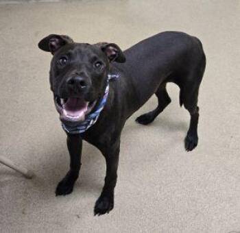Kratos -  Labrador Retriever Dog for Adoption in Bucyrus, Ohio - Kratos | PetCurious