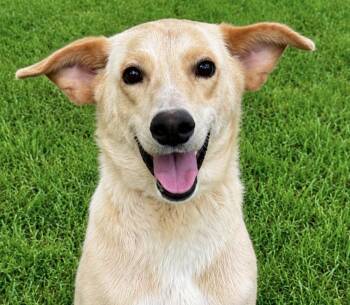 Goldie -  Carolina Dog and Golden Retriever Dog for Adoption in Washington, District Of Columbia - Goldie | PetCurious