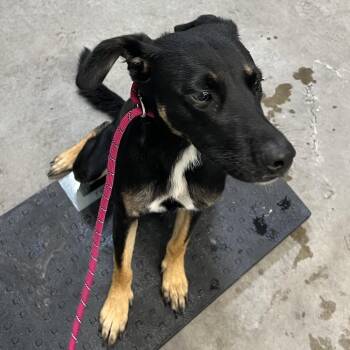 Riley -  Mixed Breed Dog for Adoption in Las Cruces, New Mexico - Riley | PetCurious