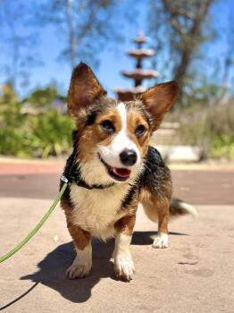 Cardigan Welsh Corgi Dogs Available for Adoption in West Hollywood, California - Baby Pete | PetCurious