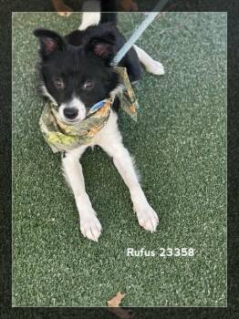 RUFUS (see also TAZZ) -  Chihuahua Dog for Adoption in Marietta, Georgia - RUFUS (see Also TAZZ) | PetCurious