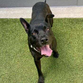 Mae -  Mixed Breed Dog for Adoption in Greensboro, North Carolina - Mae | PetCurious