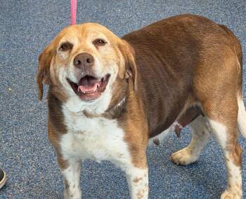Black Labrador Retriever Dogs Available for Adoption in Charlottesville, Virginia - Sally Adult Sweetheart!  Adorable And Loving Great Family Dog! | PetCurious