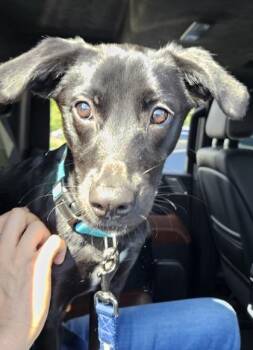 Horace Hughorn -  Mixed Breed Dog for Adoption in Chamblee, Georgia - Horace Hughorn | PetCurious