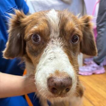 Gambler -  Australian Shepherd Dog for Adoption in Northbrook, Illinois - Gambler | PetCurious