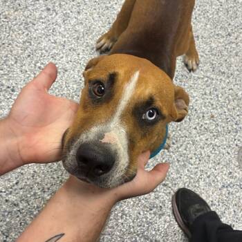 Brody -  Hound and Mixed Breed Dog for Adoption in Birmingham, Alabama - Brody | PetCurious
