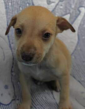 Aki -  Shepherd Dog for Adoption in Thief River Falls, Minnesota - Aki | PetCurious