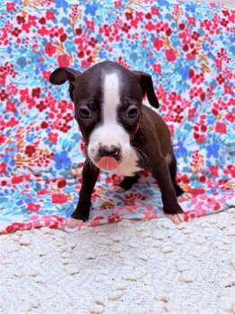 Mixed Breed Dogs Available for Adoption - Orchid | PetCurious