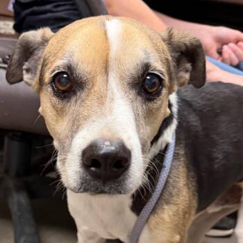 Ryder -  Beagle and Mixed Breed Dog for Adoption in Yuma, Arizona - Ryder | PetCurious