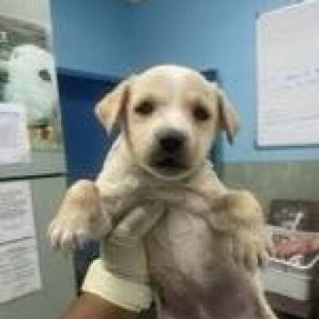 Mixed Breed Dogs Available for Adoption - Chelsea (20260219-12) | PetCurious