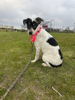 Terrier Dogs Available for Adoption in New London, Wisconsin - Jessie | PetCurious
