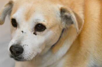 Australian Kelpie and Mixed Breed Dogs Available for Adoption in Fort Lauderdale, Florida - RUFUS | PetCurious