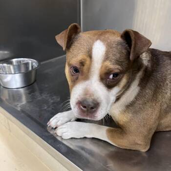 Mixed Breed Dogs Available for Adoption in Winston-salem, North Carolina - Sookie | PetCurious