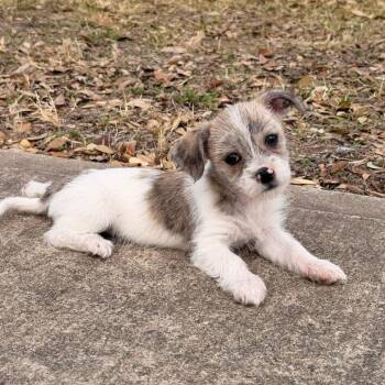Terrier Dogs Available for Adoption - Rachel | PetCurious