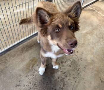Border Collie and Australian Shepherd Dogs Available for Adoption - Sawyer | PetCurious