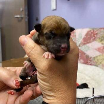 3 -  Mixed Breed Dog for Adoption in Gastonia, North Carolina - 3 | PetCurious