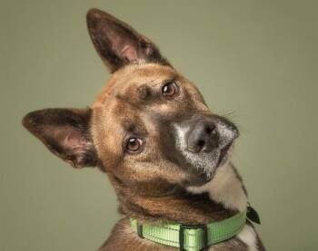 Rescue Siberian Husky and Mixed Breed Dogs for Adoption in Brentwood, Missouri - KIRBY | PetCurious