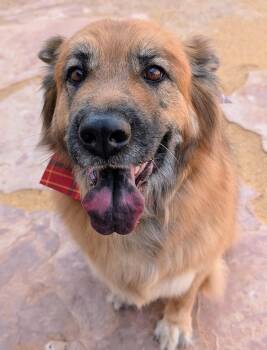 WILLOW -  Shepherd and Chow Chow Dog for Adoption in Pena Blanca, New Mexico - WILLOW | PetCurious