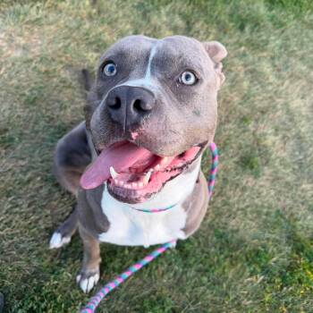 Gomer -  American Bully and American Staffordshire Terrier Dog for Adoption in Mechanicsburg, Pennsylvania - Gomer | PetCurious