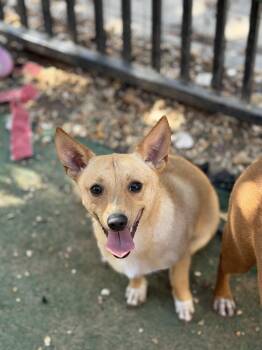 Arthos -  Rat Terrier Dog for Adoption in Jackson, Mississippi - Arthos | PetCurious