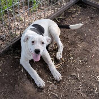 Border Collie and American Staffordshire Terrier Dogs Available for Adoption in Buchanan Dam, Texas - Tux | PetCurious