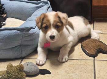 Izzy -  Mixed Breed Dog for Adoption in Mesa, Arizona - Izzy | PetCurious