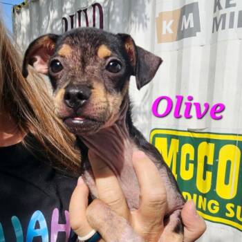 Olive -  Chihuahua and Mixed Breed Dog for Adoption in Corpus Christi, Texas - Olive | PetCurious
