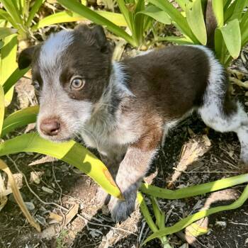 Australian Shepherd and Spaniel Dogs Available for Adoption in San Diego, California - Chive | PetCurious