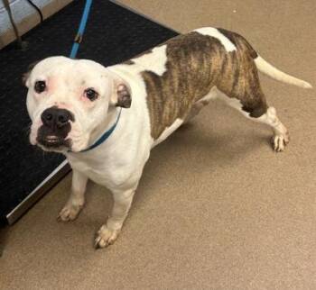 Mixed Breed Dogs Available for Adoption in Chamblee, Georgia - Lampshade | PetCurious