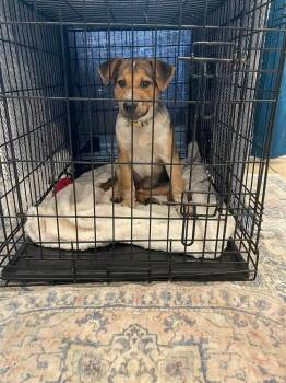 Bluey -  Australian Cattle Dog Blue Heeler and Australian Shepherd Dog for Adoption in Silsbee, Texas - Bluey | PetCurious