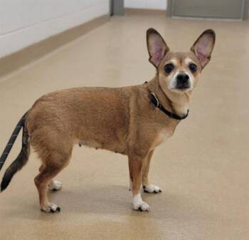Chihuahua and Mixed Breed Dogs Available for Adoption - ROSIE | PetCurious