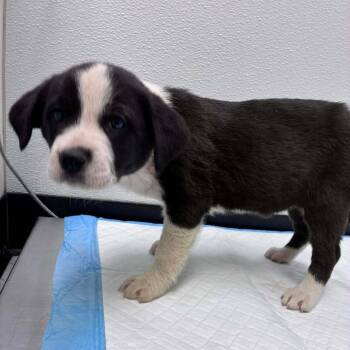 Collie and Mixed Breed Dogs Available for Adoption - Ella | PetCurious