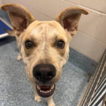 Couch Potato -  Mixed Breed Dog for Adoption in Greensboro, North Carolina - Couch Potato | PetCurious