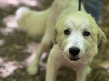 Golden Retriever and Great Pyrenees Dogs Available for Adoption in Meherrin, Virginia - Harmony  | PetCurious