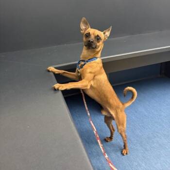 Buckeye -  Mixed Breed Dog for Adoption in Pittsburgh, Pennsylvania - Buckeye | PetCurious